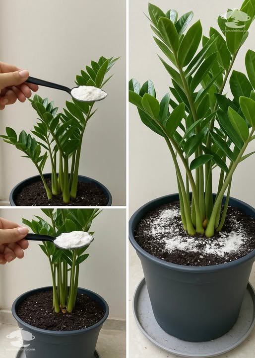 Só 1 colher faz explodir de crescer (qualquer planta feia) –