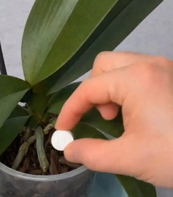 Uma única pílula é suficiente para fazer a orquídea florescer para sempre