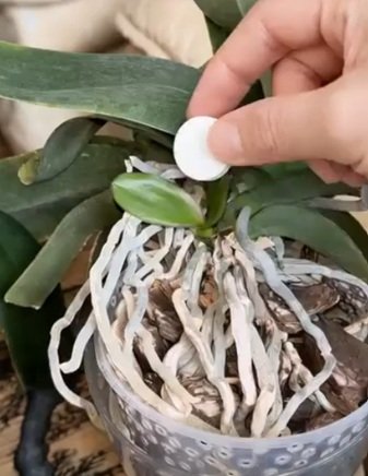 Uma única pílula é suficiente para fazer a orquídea florescer para sempre